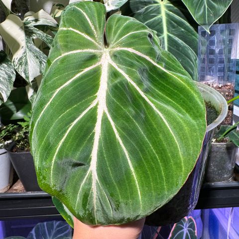 philodendron gloriosum dark form and pink back