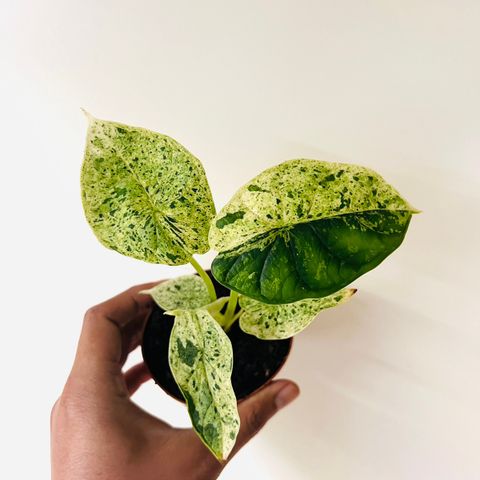 Alocasia Dragon Scale mint