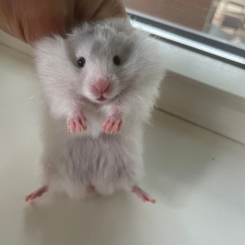 Hamsteriet hamsteroppdrett har en ledig syrisk hamster gutt