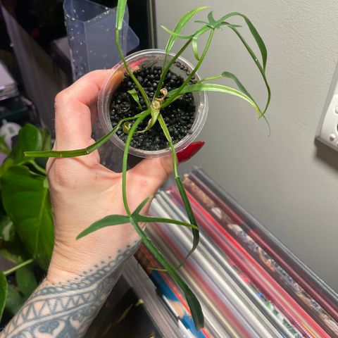 Philodendron polypodioides