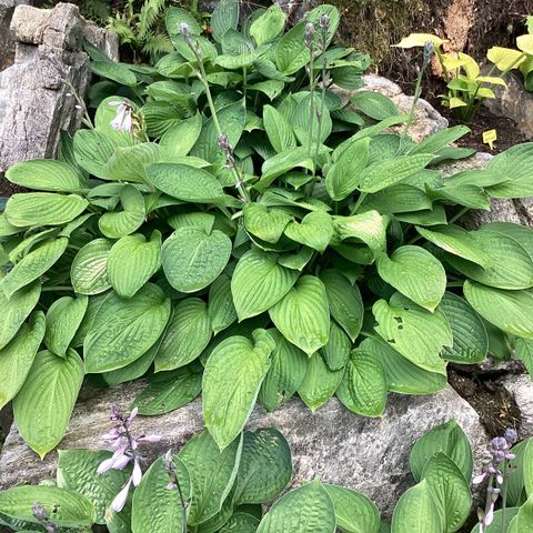 Hosta