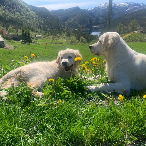 Golden retriever