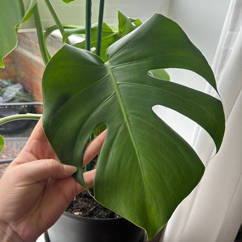 Monstera selges billig