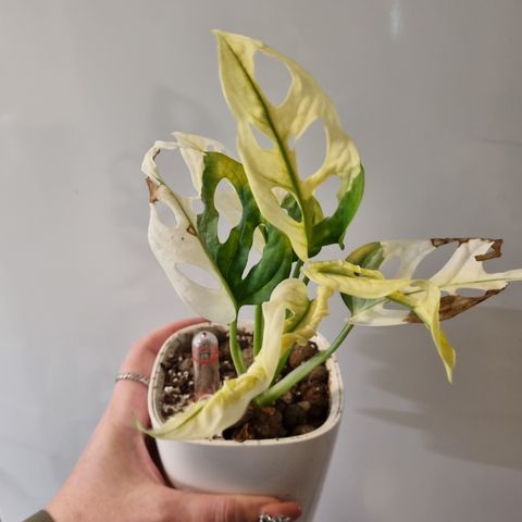 Monstera Adansonii variegata plante