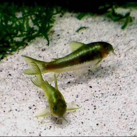 Osteogaster/Corydoras cw009 green laser F2 yngel 10 stk igjen