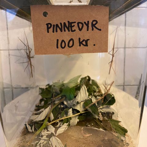 Pinnedyr