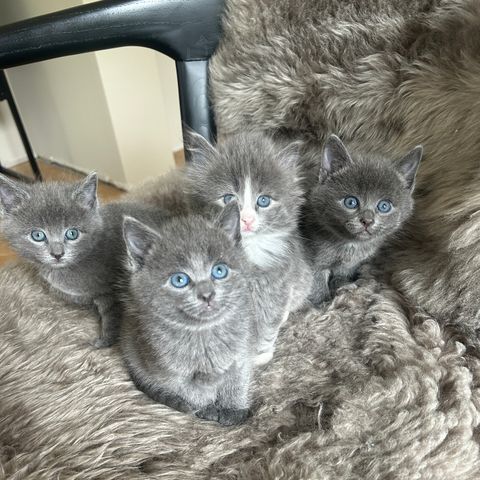 4 nydelige kattunger (jenter)