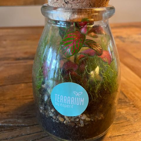 Lite terrarium