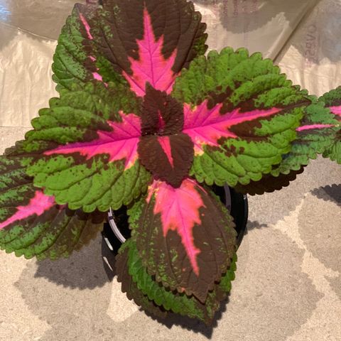 Flotte fargerike coleus planter