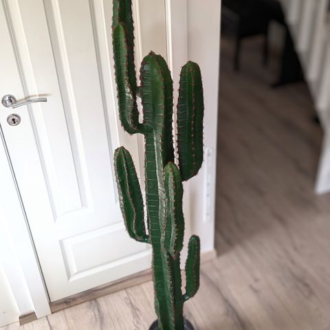 Høy kaktus fra Ambiplants