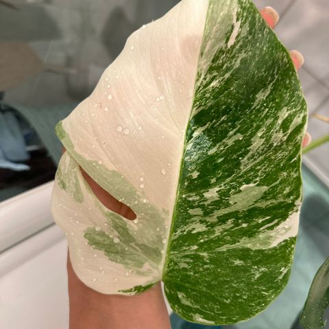 Monstera Variegata morplante