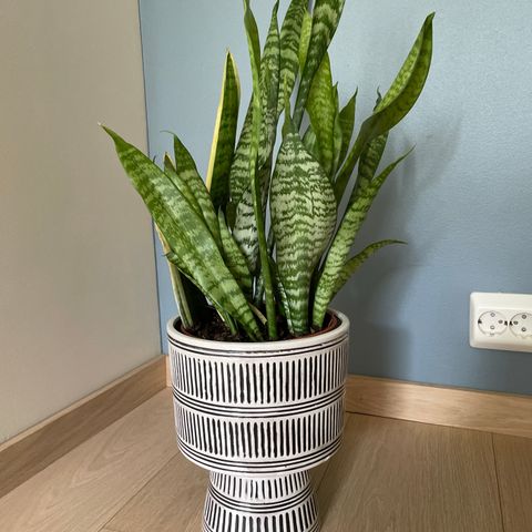 Svigermorstunge (Sansevieria) Snake plante 🪴🪴🪴🪴( Reserve )