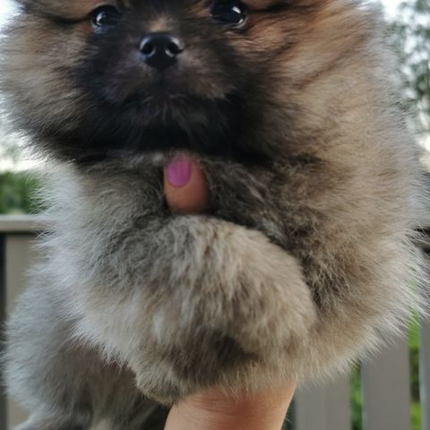 Pomchi valp