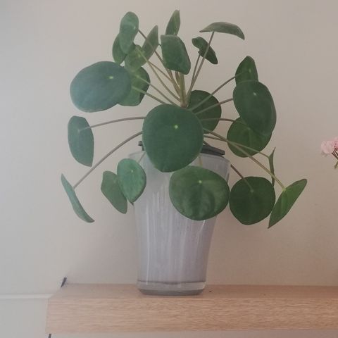 Inneplante Pilea peperomioides / elefantøre/.