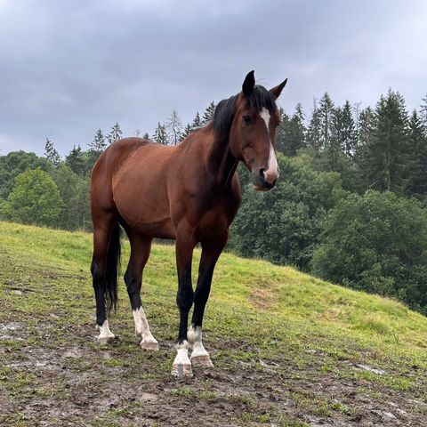 Hest vurderes satt ut på helfor