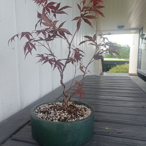 Bonsai emne