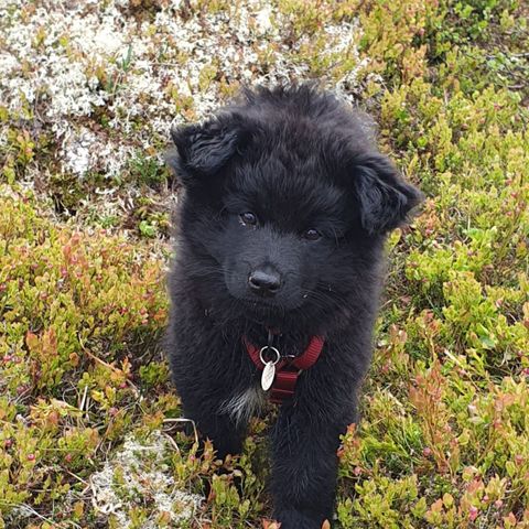 Fôrvert/deleier søkes til svensk lapphund tispevalp