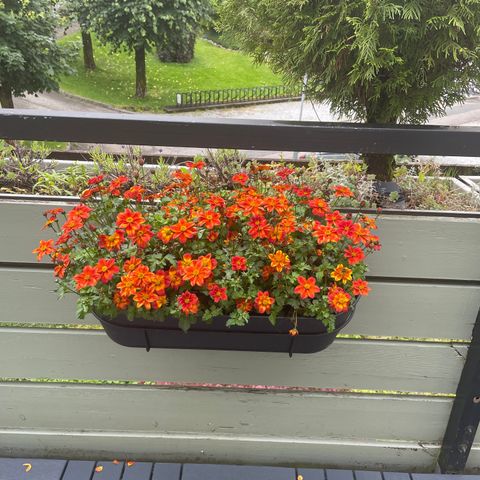 2 Blomsterkasser til balkong med tilhørende blomster