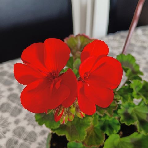 Rød pelargonia