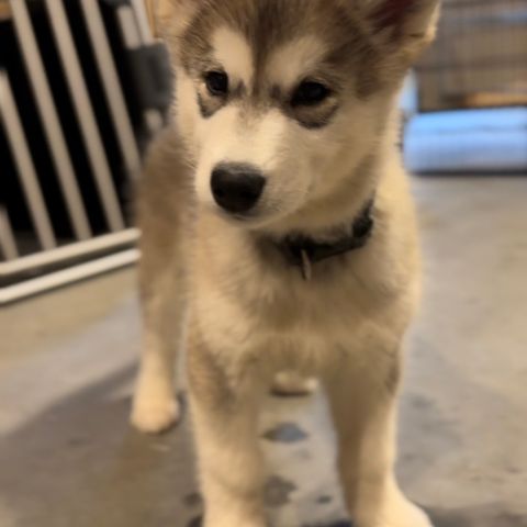 Alaskan Malamute - Ripley 🌟