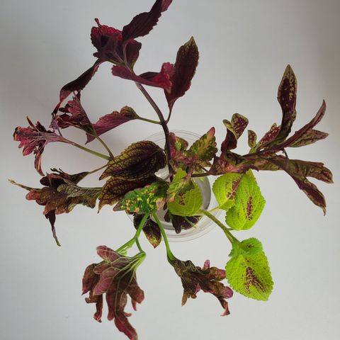 Coleus/ Praktspragle stiklingspakke