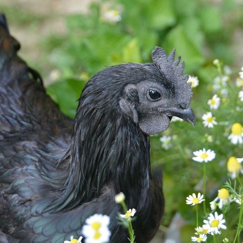 Ayam Cemani (sorte djevler)