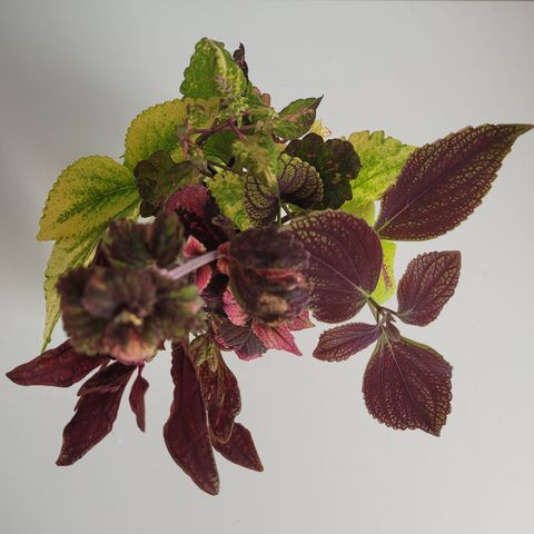 Coleus/Praktspragle stiklingspakke