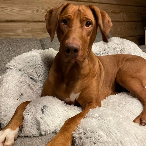 Rhodesian Ridgeback tispe