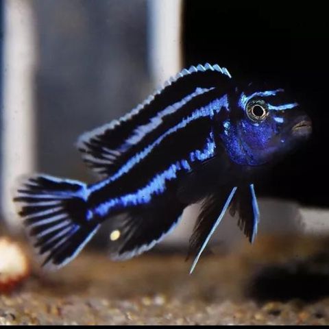 Malawi Melanochromis Maingano