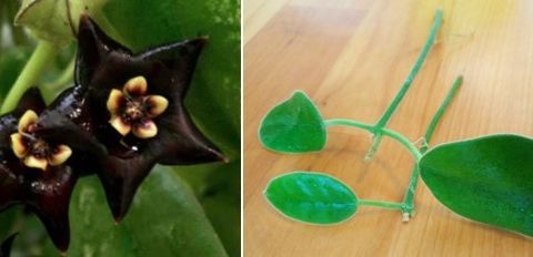 2st Hoya ciliata (the Black Hoya) - rotet