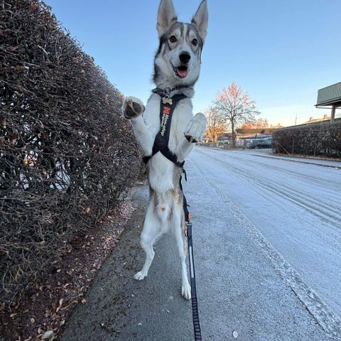 Alaska Husky