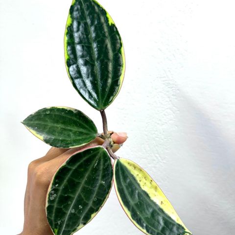 Hoya latifolia ‘Albomarginata’