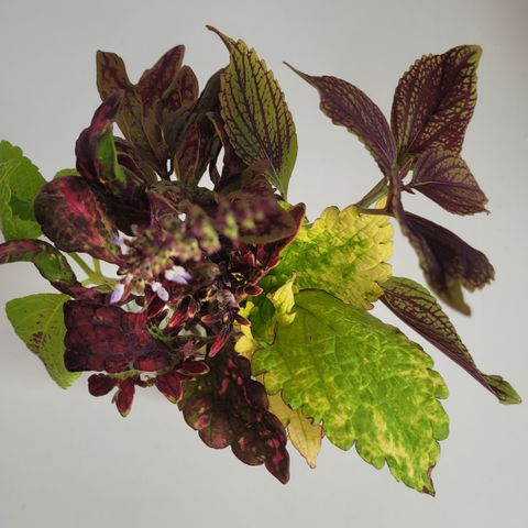 Coleus/ Praktspragle stiklingspakke