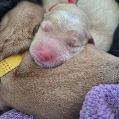 Mini goldendoodle valper