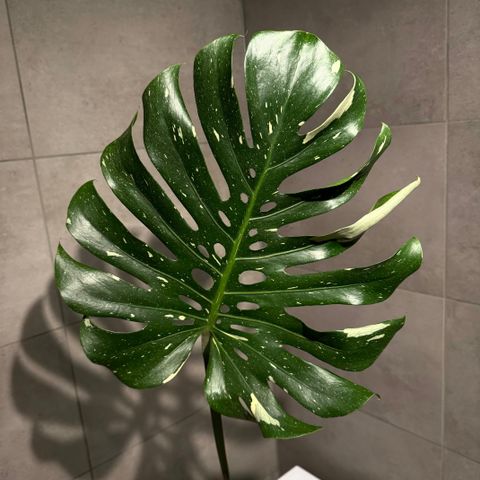 Monstera thai constellation - Toppstikling