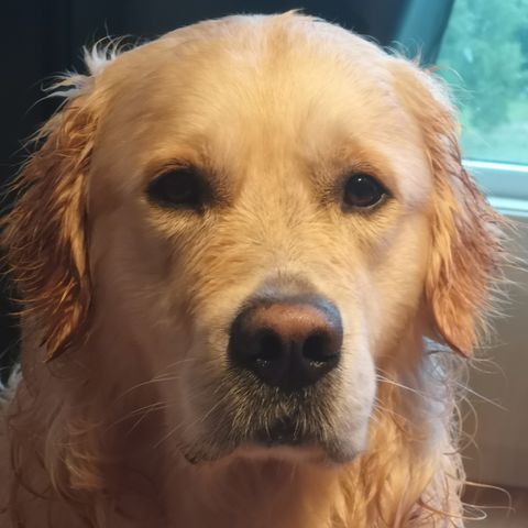 Reservert Golden retriever 2 år vurderes solgt