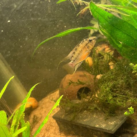 Apistogramma hongsloi