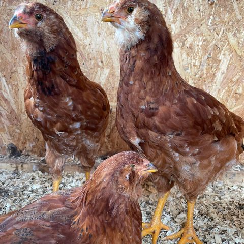 8 uker gamle Orloff kyllinger, 3 stk