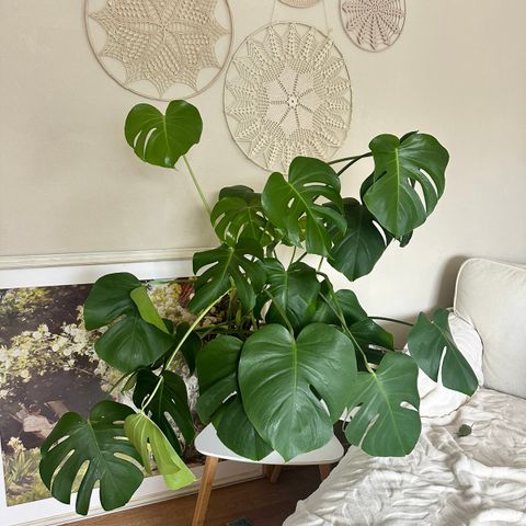 MONSTERA PLANTE