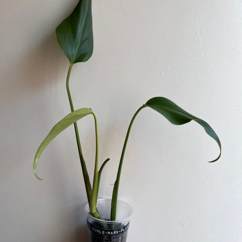 Reservert Monstera Burle Marx Flame