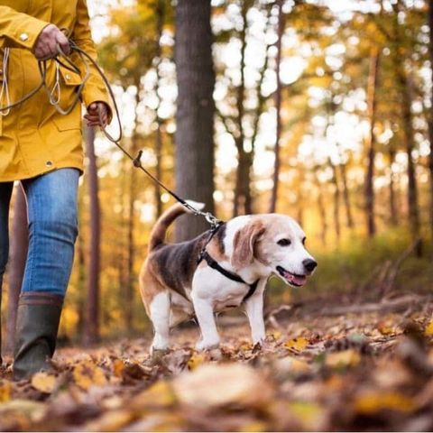 Trenger du noen til å gå tur med hunden din?