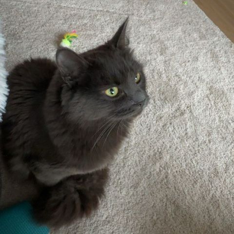 Nebelung hunnkatt trenger nytt hjem