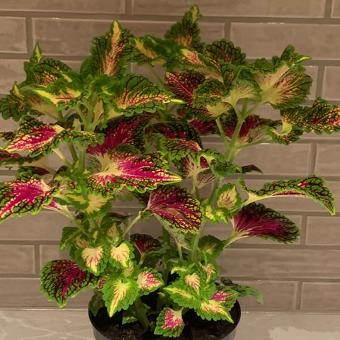 Flott og stor, fargerik coleus plante