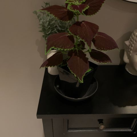 Kjempe fin coleus plante