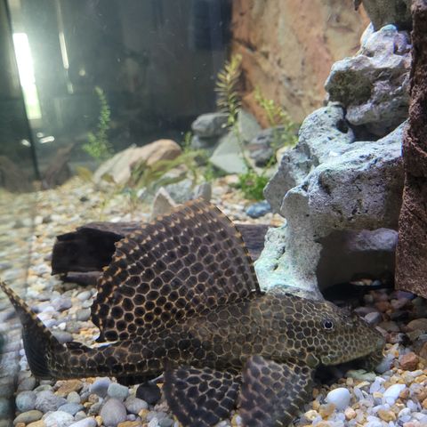 Nydelig pleco selges(Stor!)