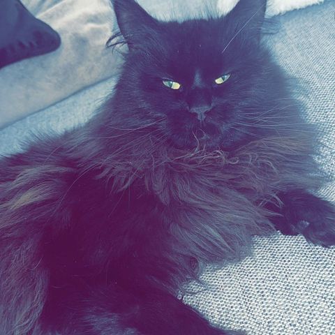 Vakker mainecoon jente 🌸😻