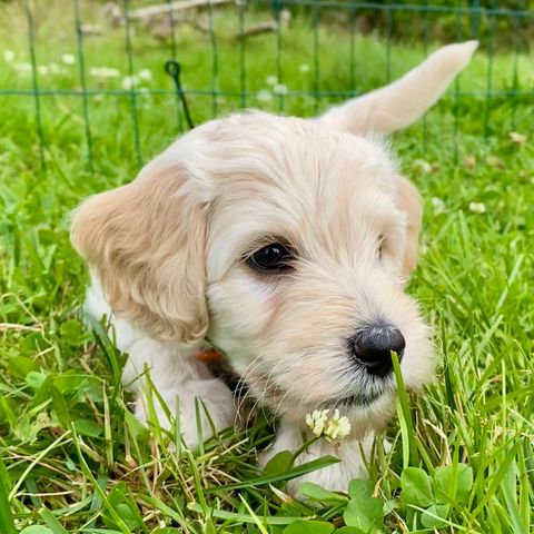 Mellomstore goldendoodle valper (alle reservert)