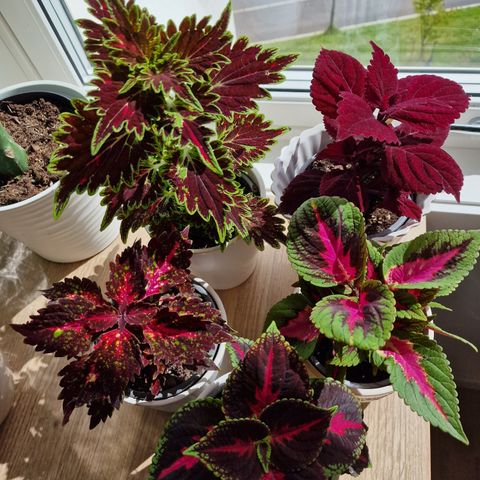 Coleus