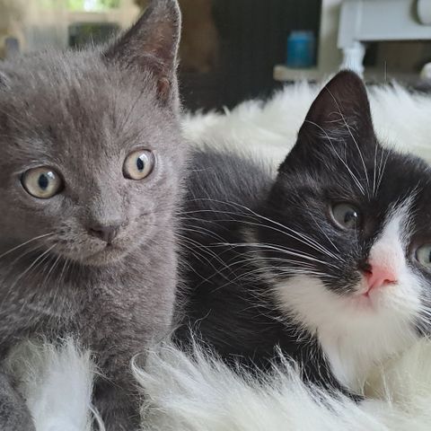 Tre kattunger søker gode hjem