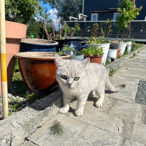 Scottish straight/chinchilla